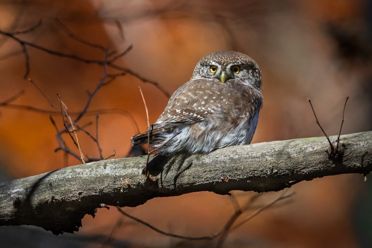 kulíšek nejmenší - ML644846286