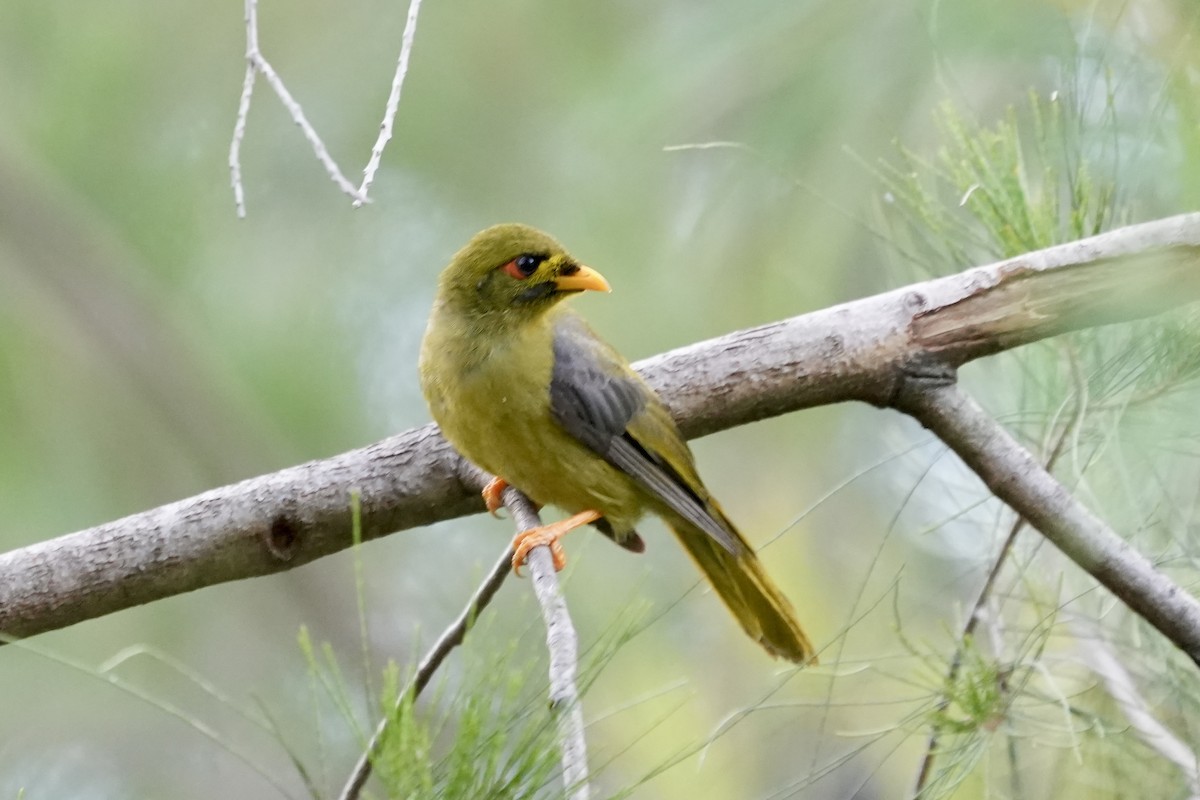 スズミツスイ - ML644846296