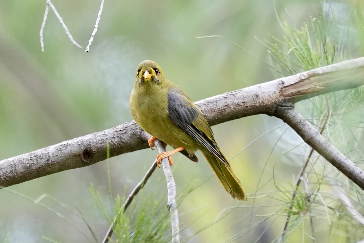 スズミツスイ - ML644846297