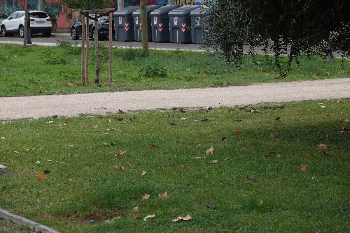 House Sparrow - ML644846308