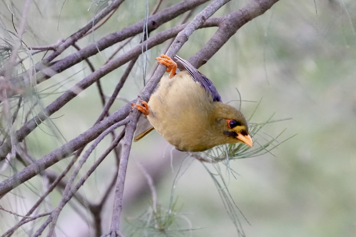スズミツスイ - ML644846314