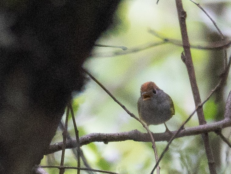 Chestnut-crowned Warbler - ML644846329