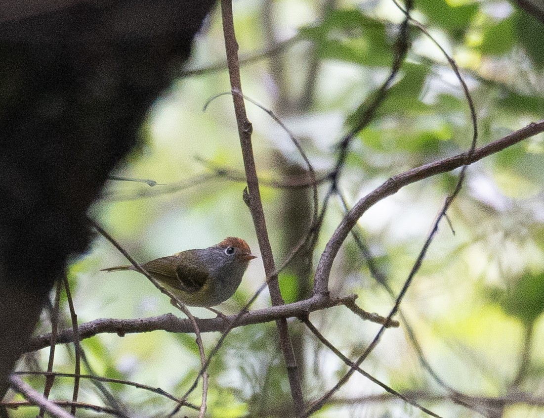 Chestnut-crowned Warbler - ML644846330