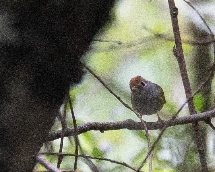 Chestnut-crowned Warbler - ML644846331