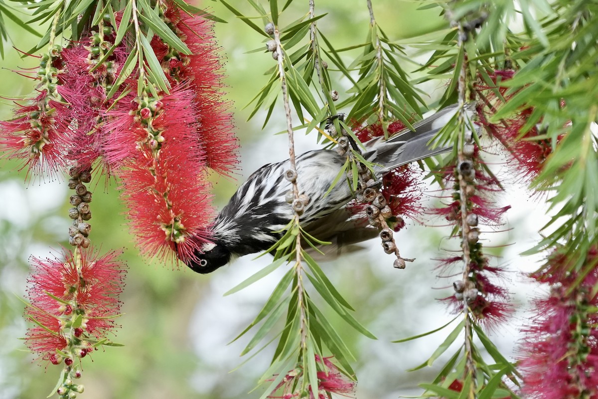 New Holland Honeyeater - ML644846342