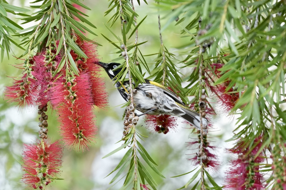 New Holland Honeyeater - ML644846343