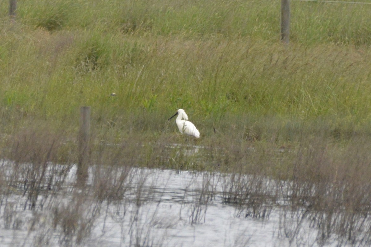 Косар королівський - ML644846345