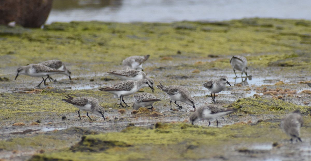 Chevalier de Sibérie - ML644846349
