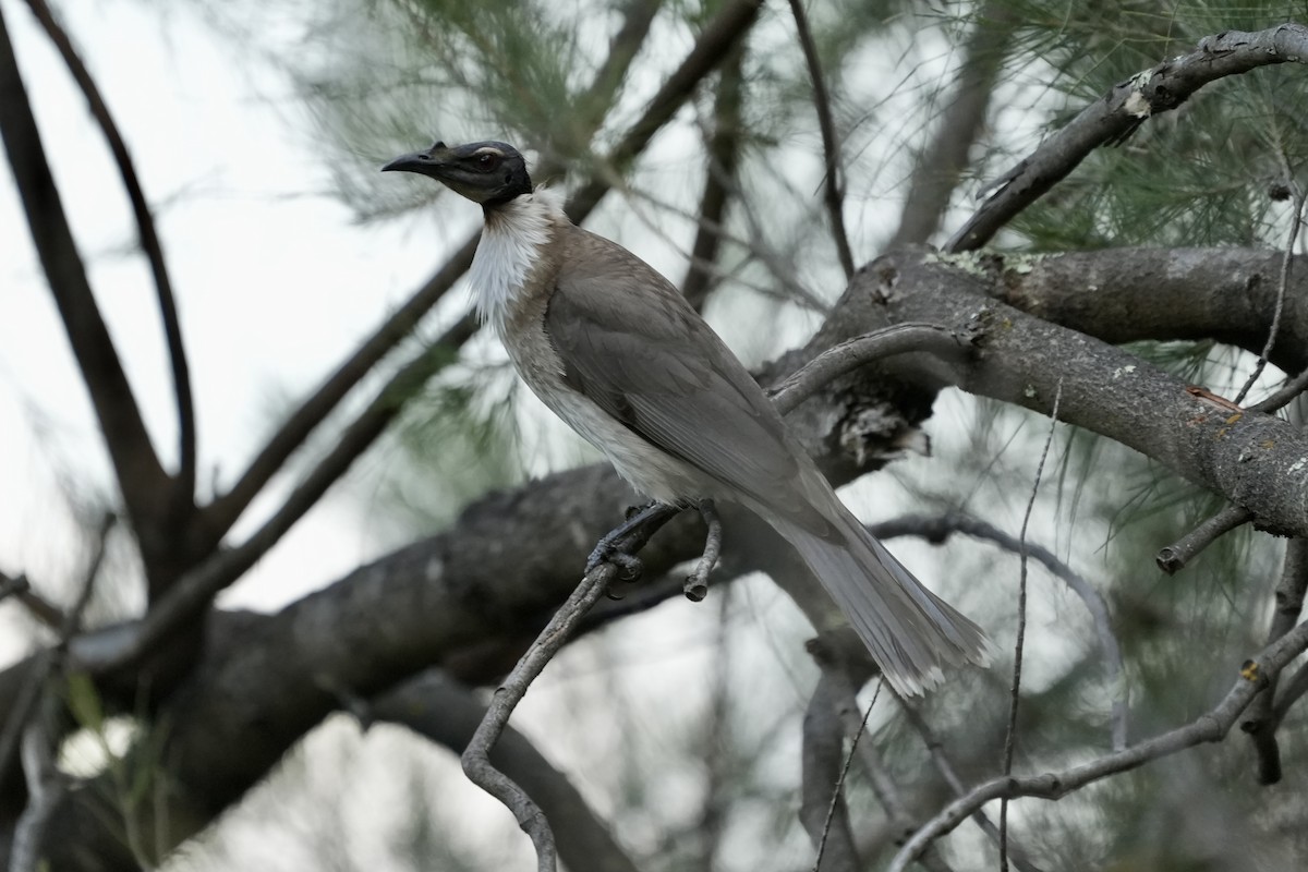Noisy Friarbird - ML644846351