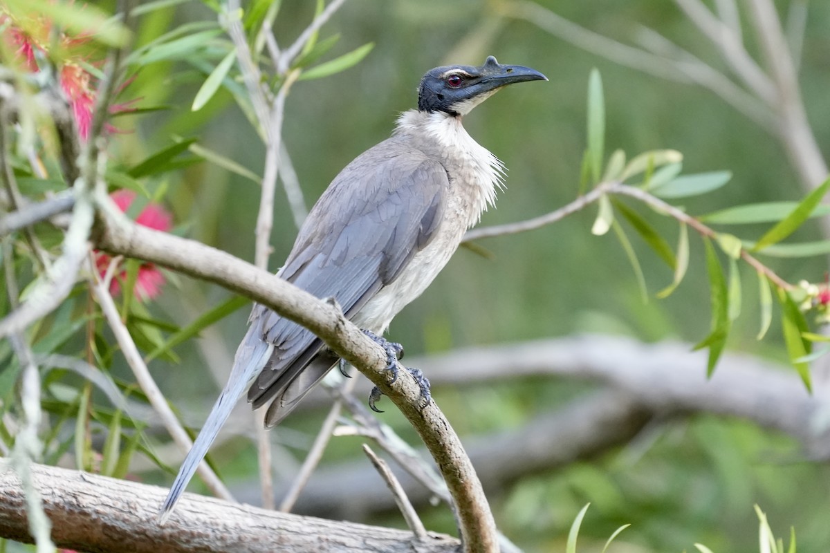 Noisy Friarbird - ML644846352