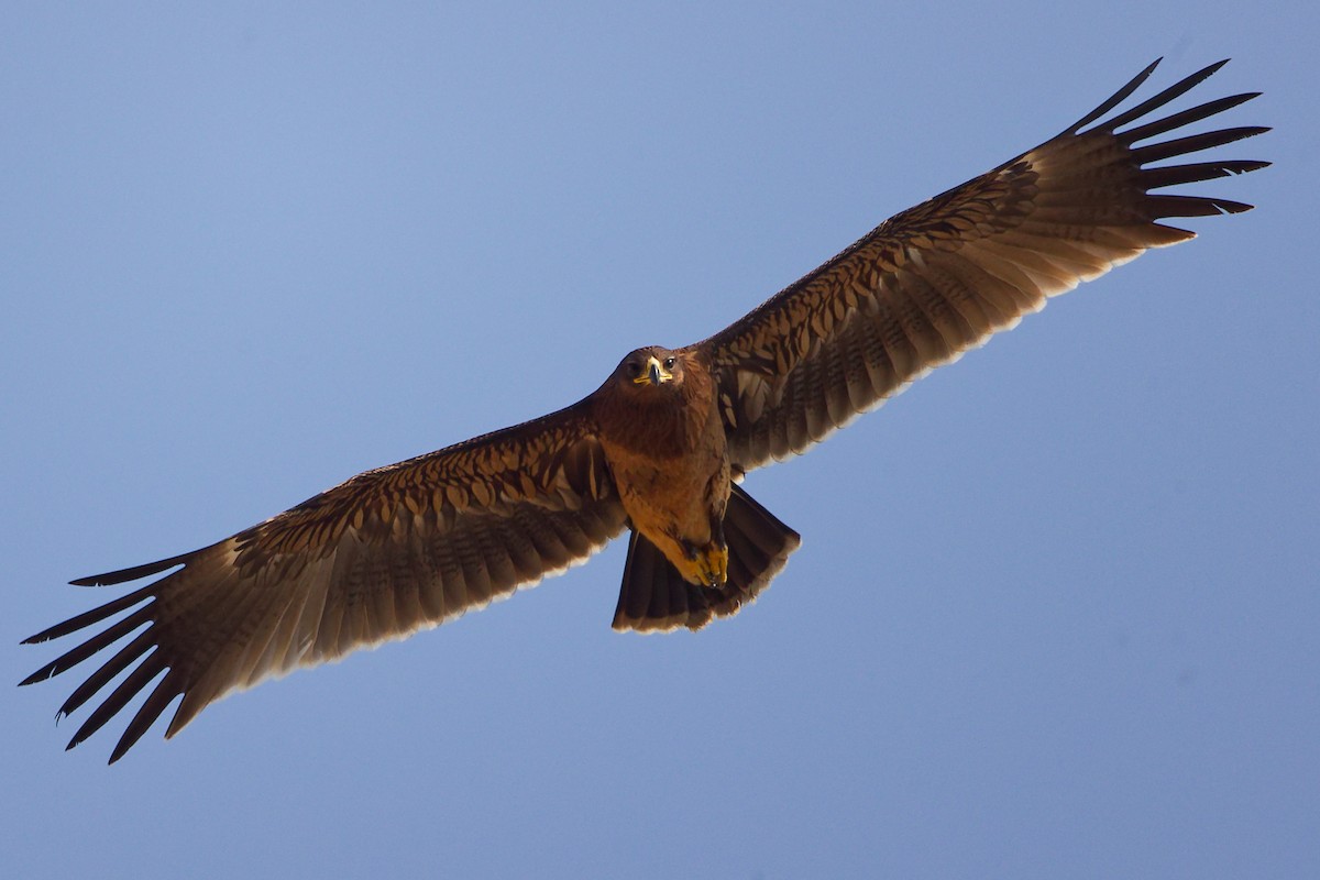 Greater Spotted Eagle - ML644846356