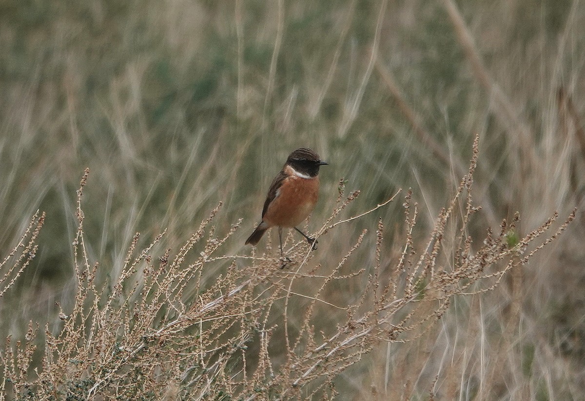 European Stonechat - ML644846362
