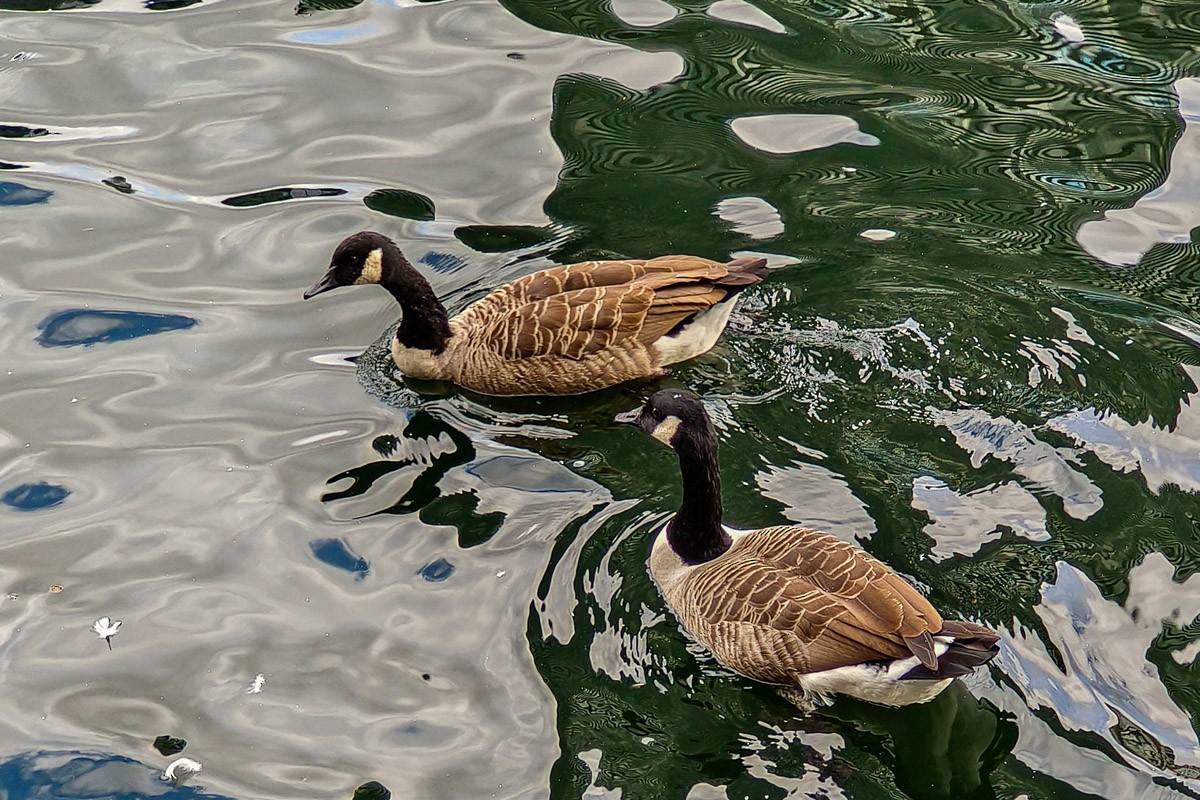 Canada Goose - ML644846372