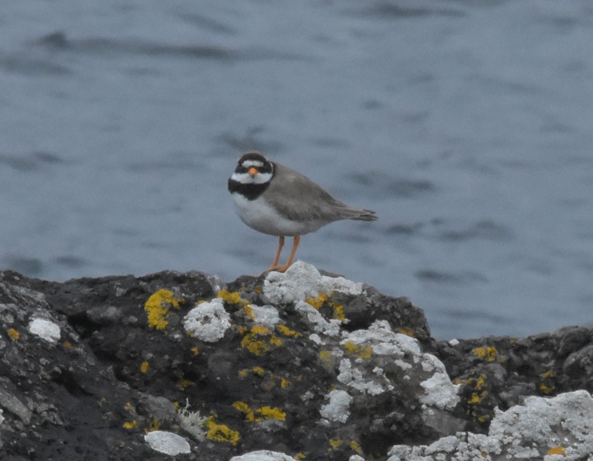 Common Ringed Plover - ML644846373