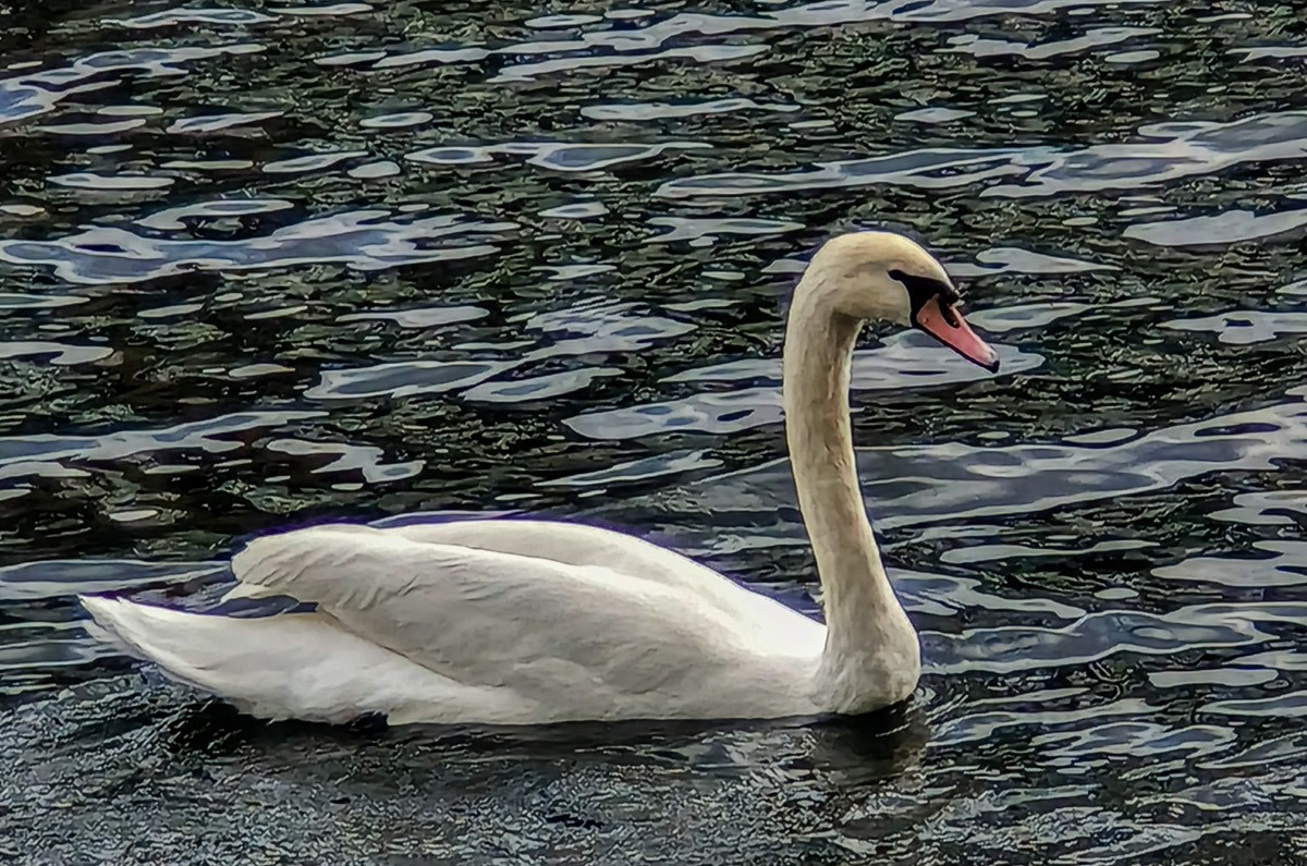 Mute Swan - ML644846374