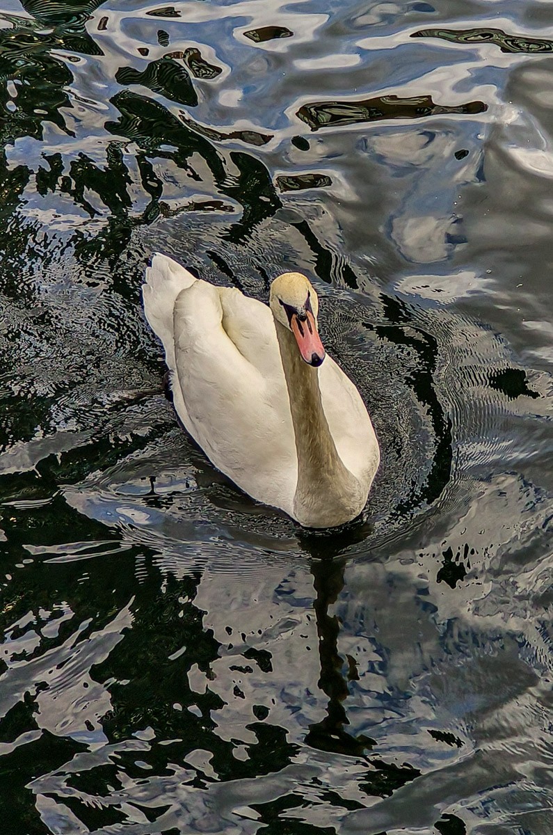 Mute Swan - ML644846375