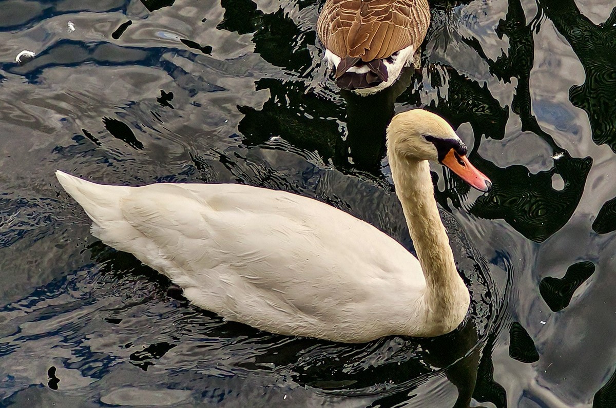 Mute Swan - ML644846376