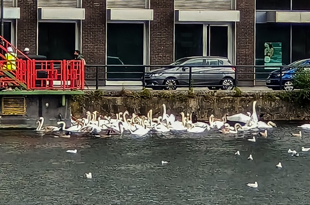 Mute Swan - ML644846377