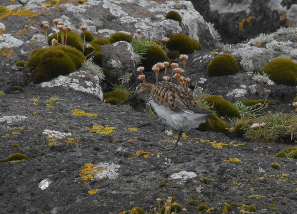 Dunlin - ML644846378