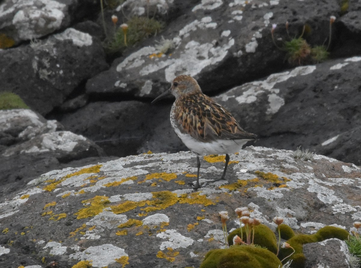 Dunlin - ML644846379