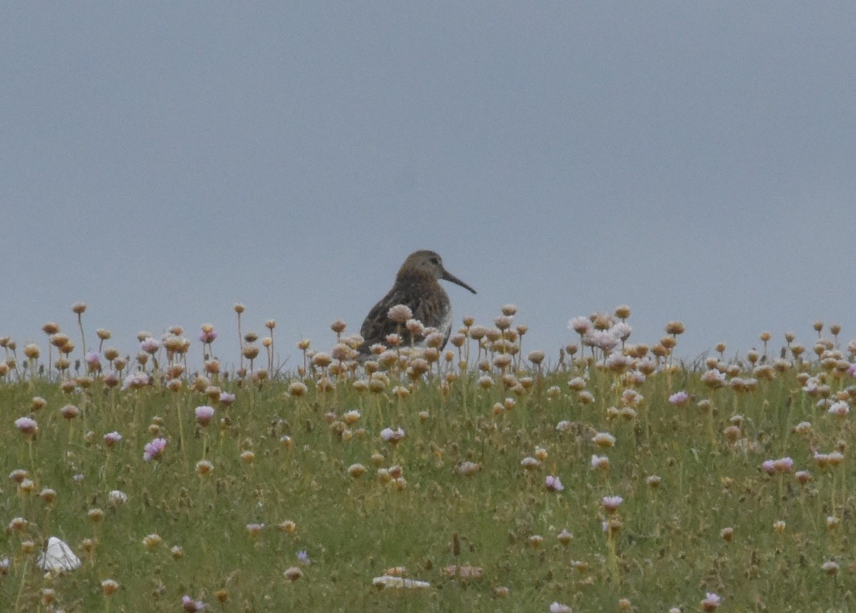 Dunlin - ML644846380