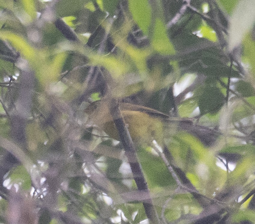 Green-crowned Warbler - ML644846381