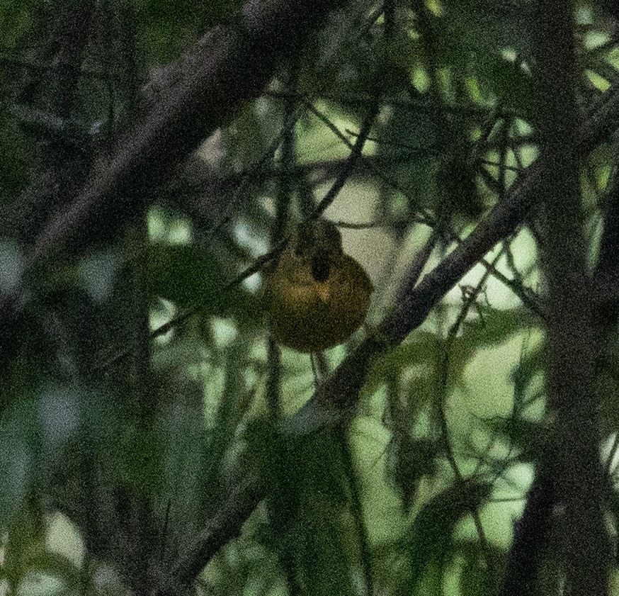 Green-crowned Warbler - ML644846382