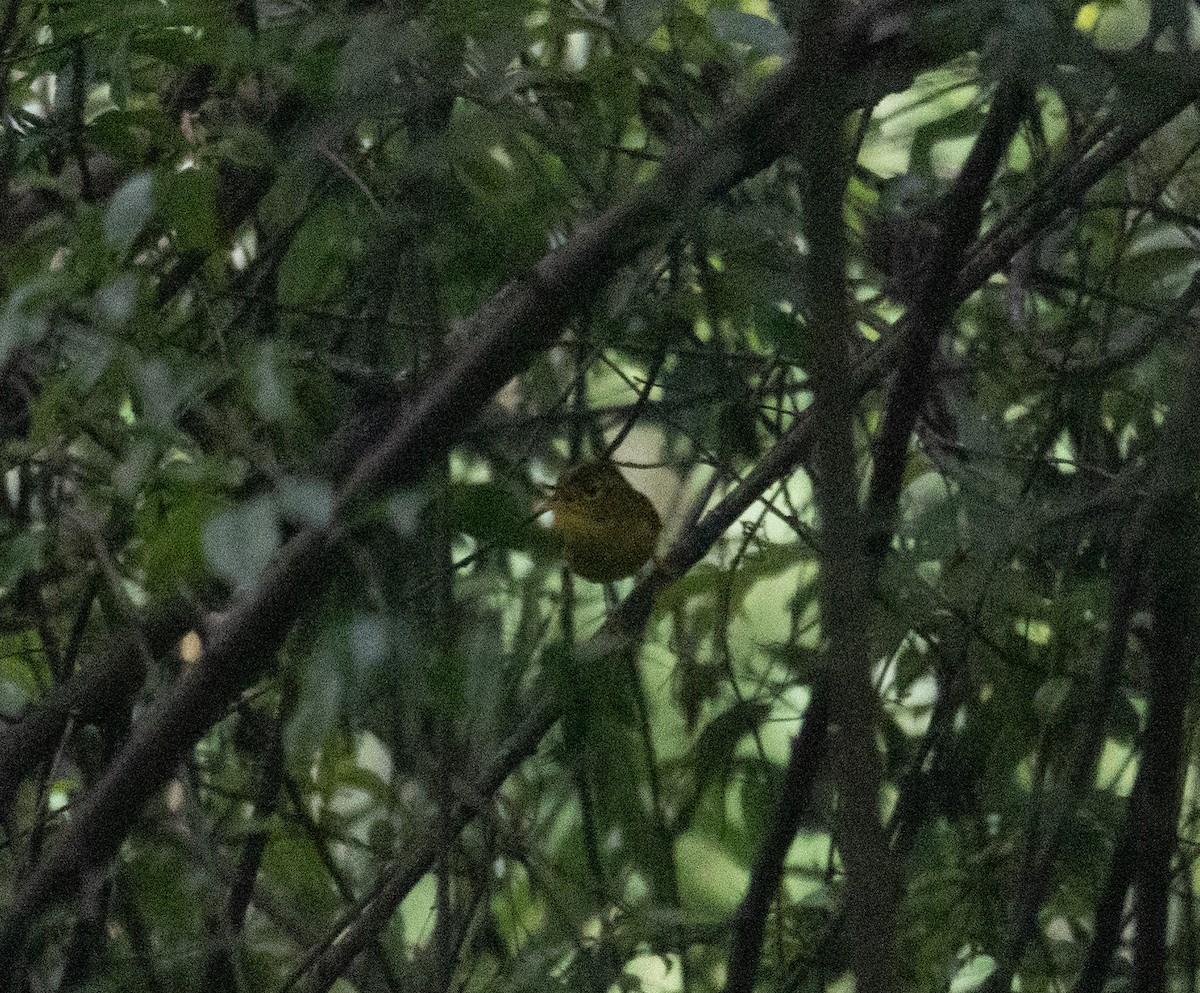 Green-crowned Warbler - ML644846383