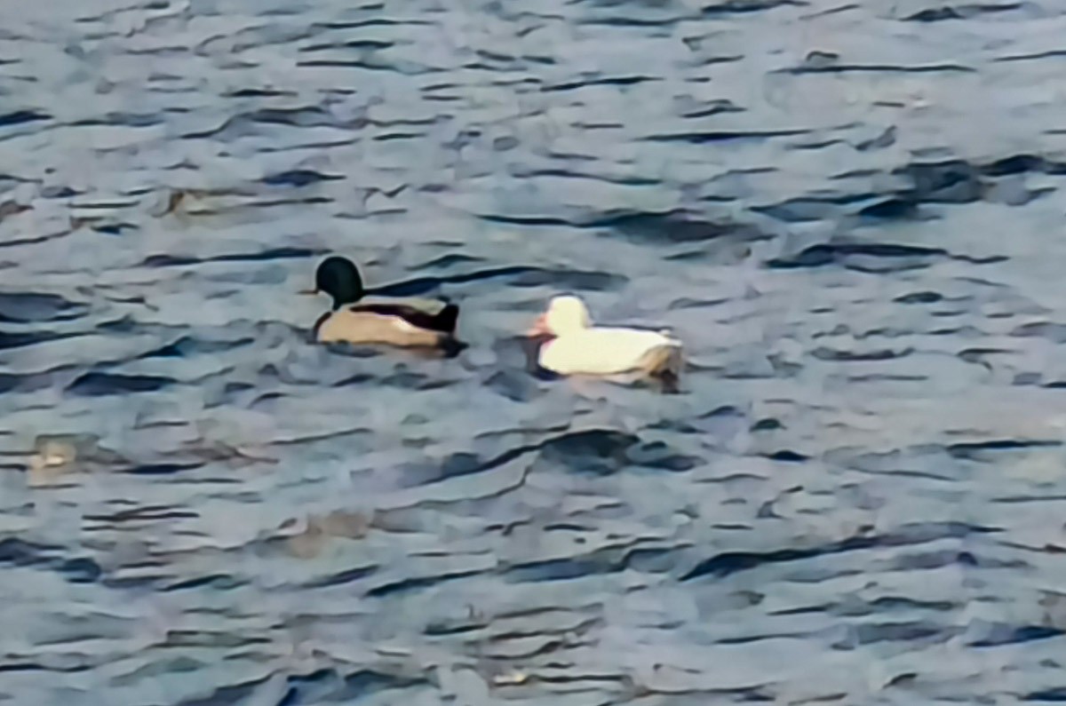 Mallard - ML644846384