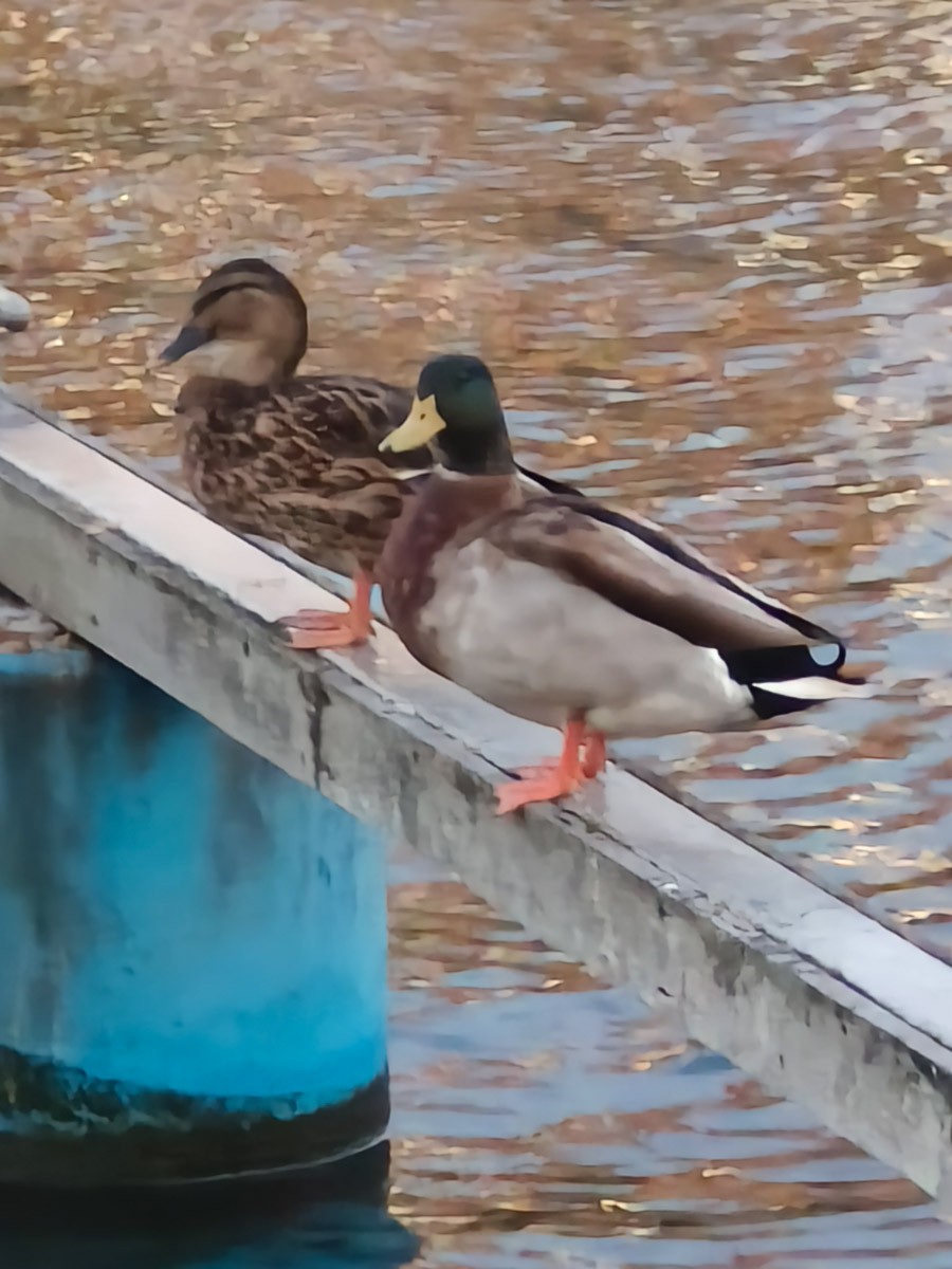 Mallard - ML644846385