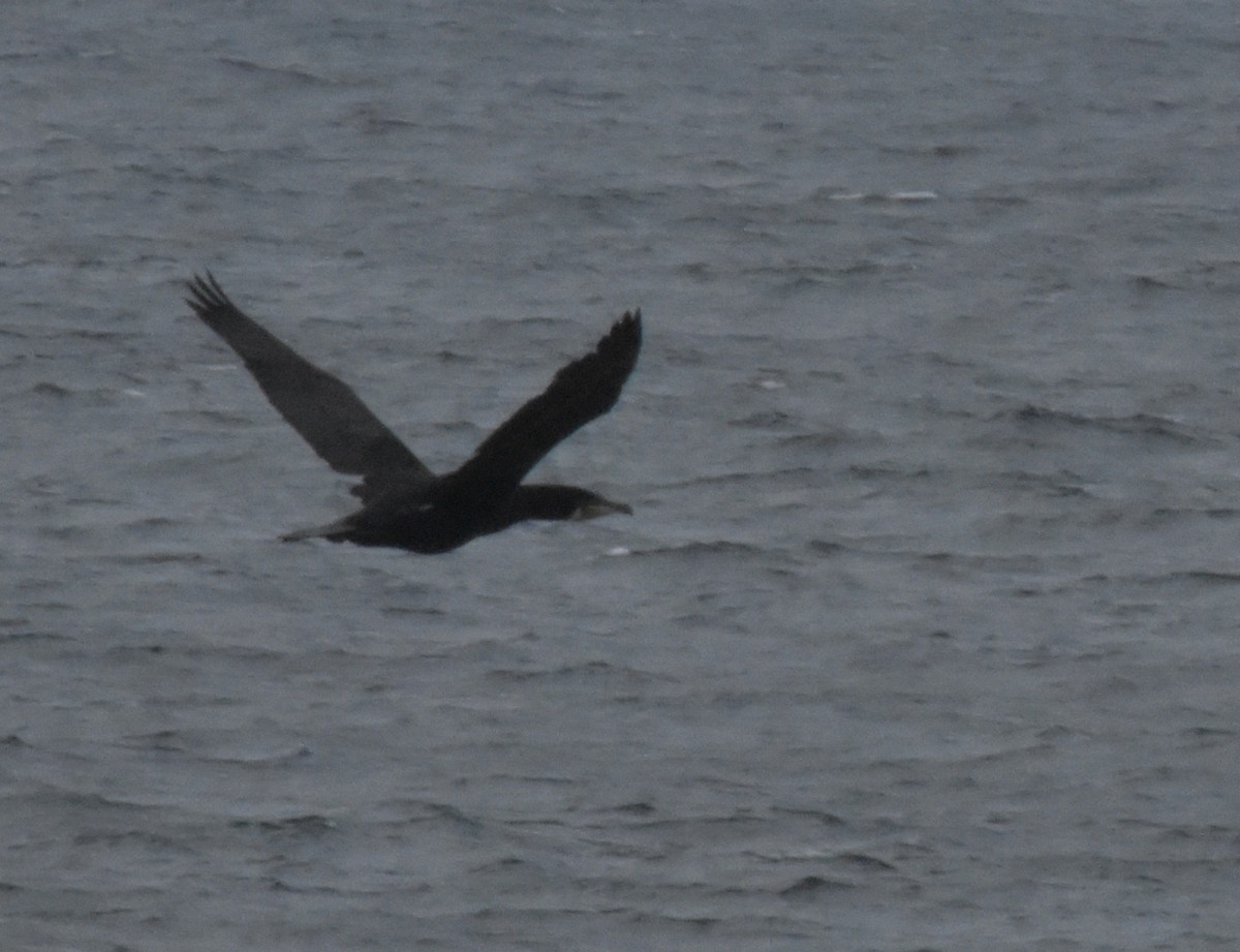 Great Cormorant - ML644846386