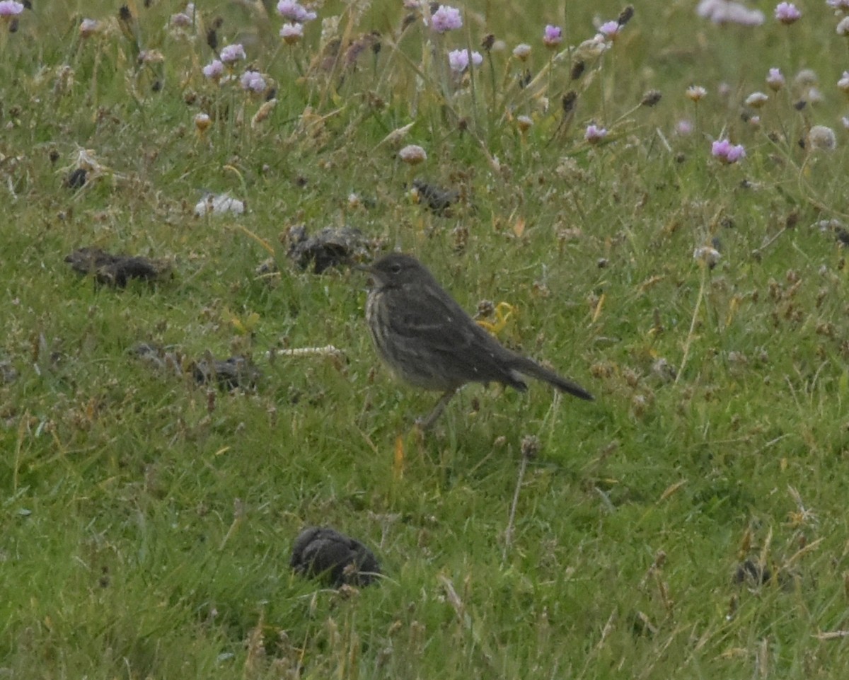 Rock Pipit - ML644846388