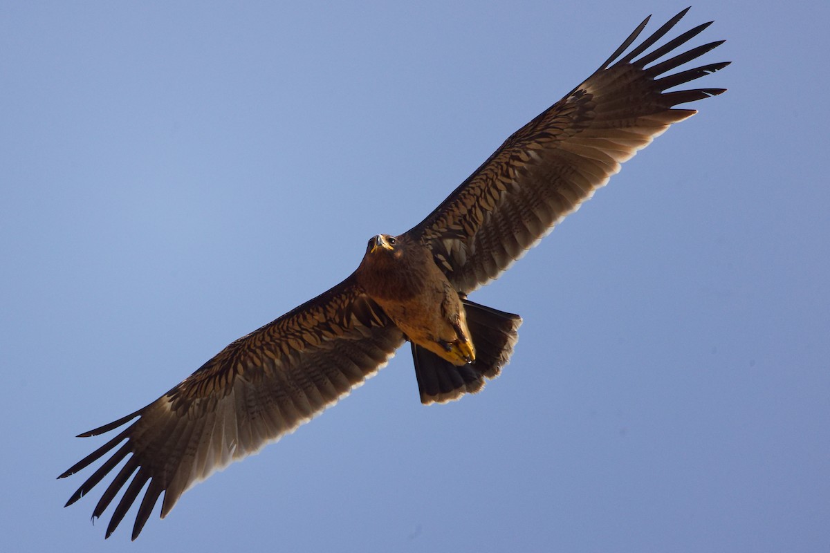 Greater Spotted Eagle - ML644846390