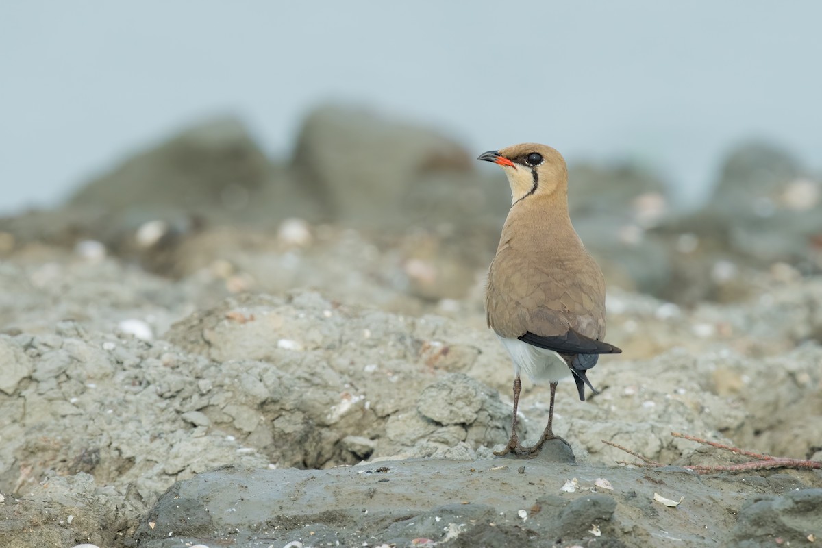 Collared Pratincole - ML644846392