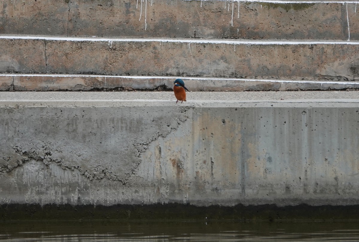 Common Kingfisher - ML644846393