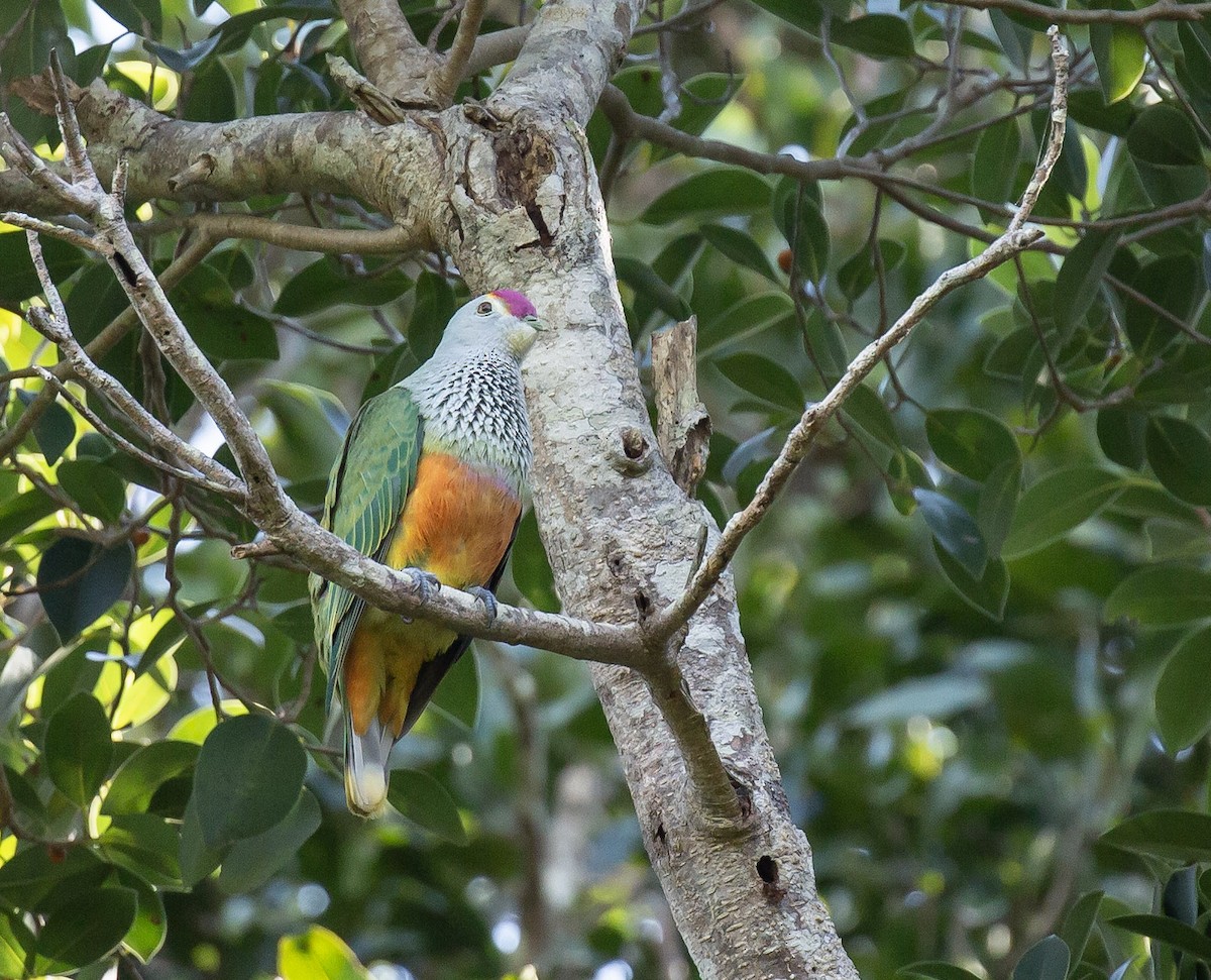 Rose-crowned Fruit-Dove - ML644846394