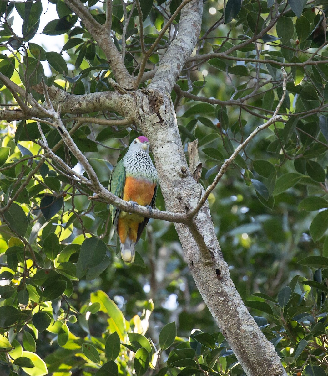 Rose-crowned Fruit-Dove - ML644846395