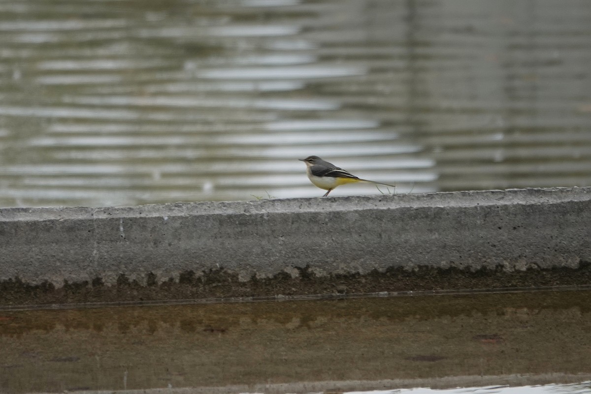 Gray Wagtail - ML644846396