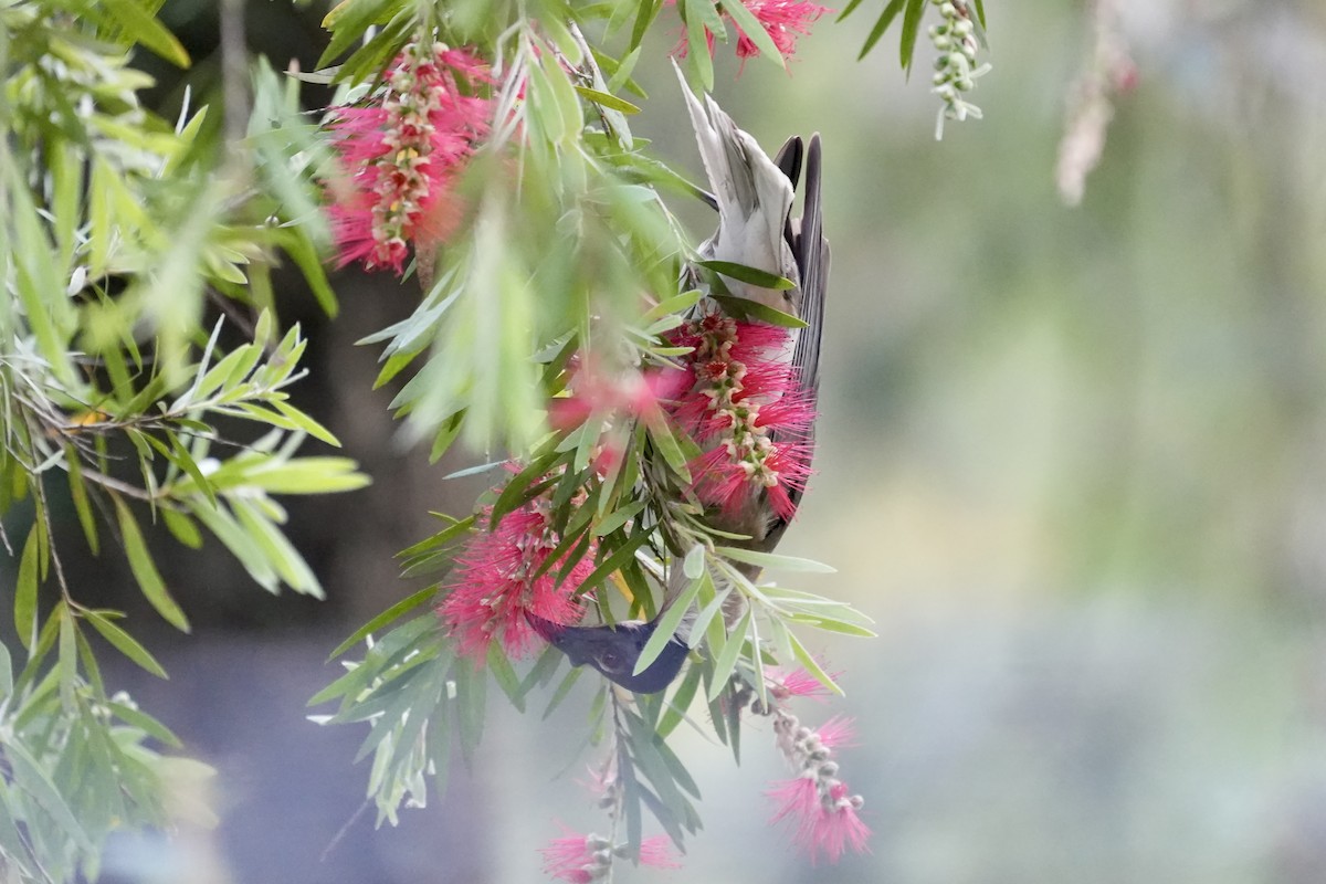 Noisy Friarbird - ML644846397