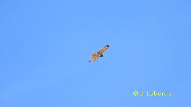 orlík krátkoprstý - ML644846398