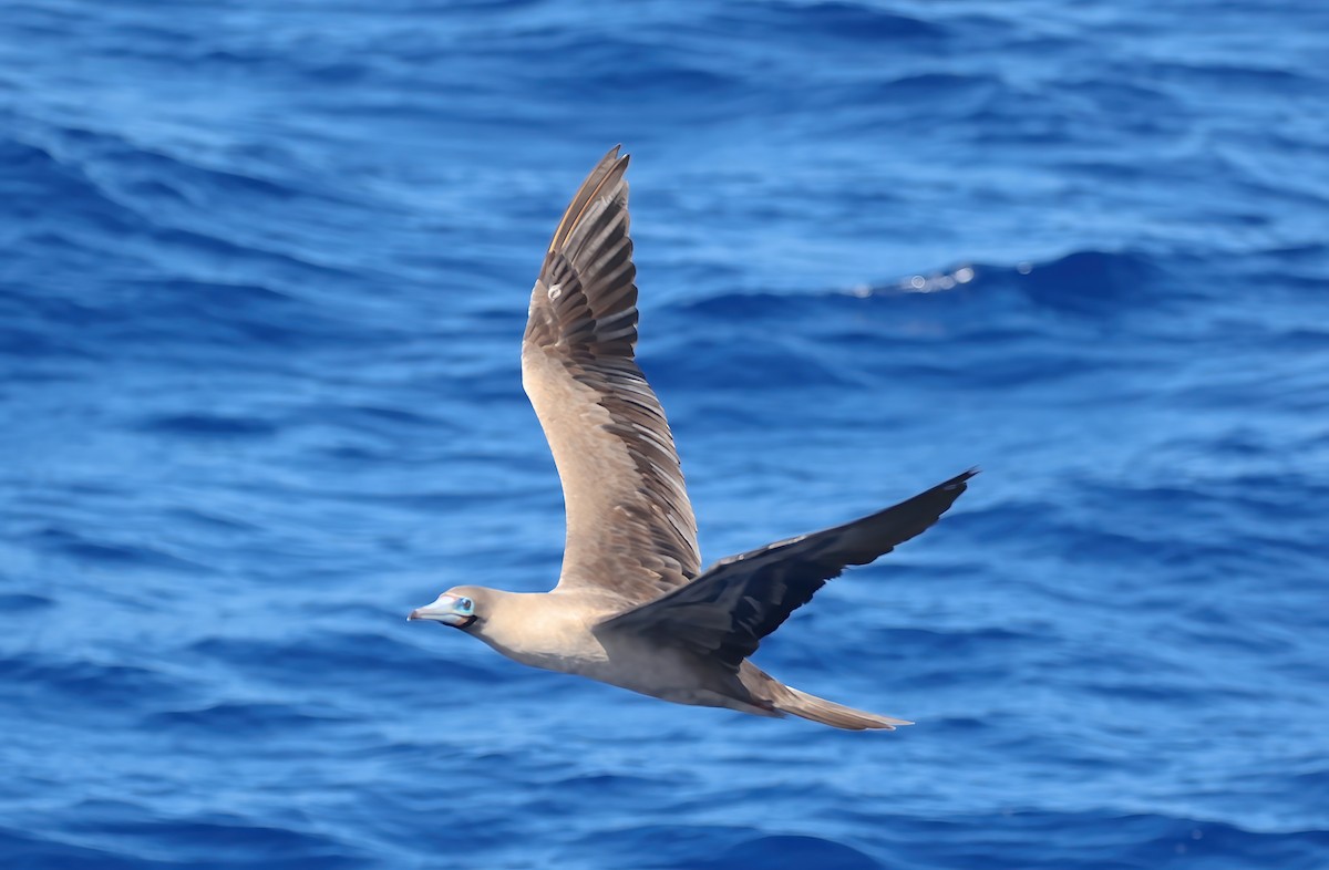 Zanga hankagorria - ML644846401