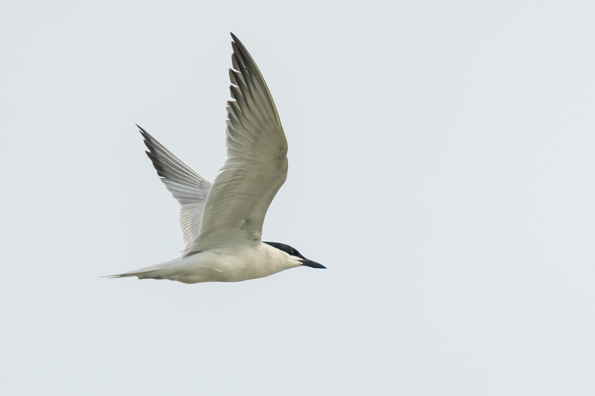 Gull-billed Tern - ML644846402