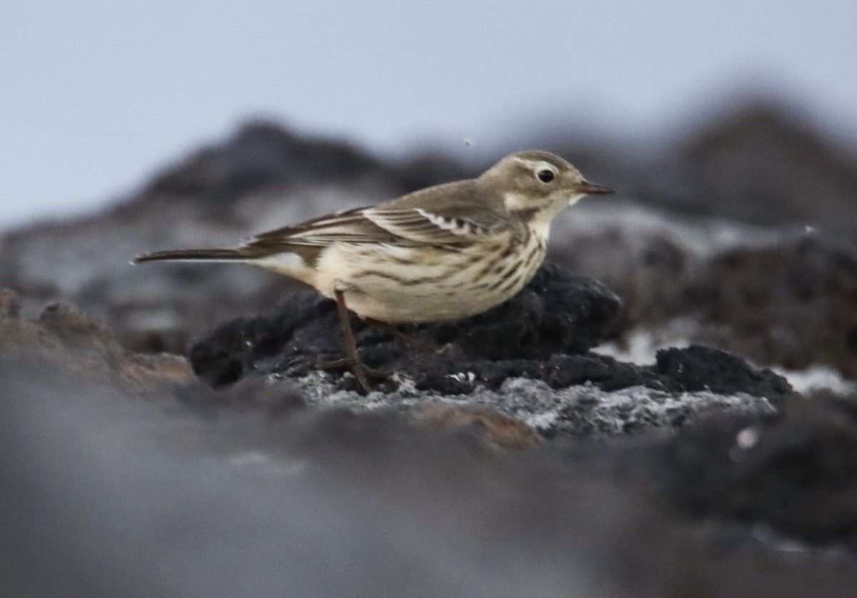 American Pipit - ML644846406