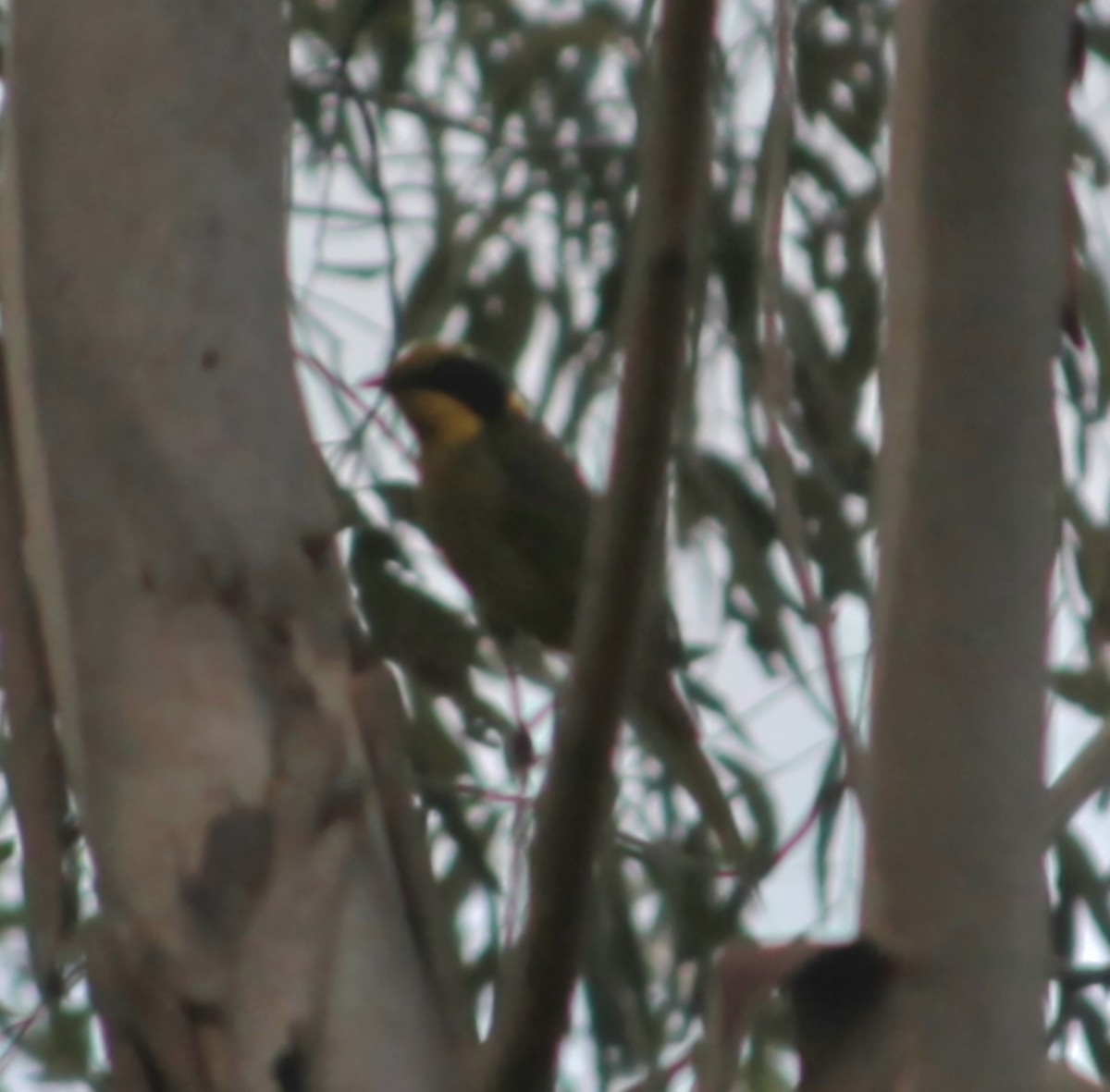 Медник жовточубий - ML644846407