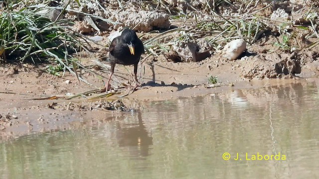 זרזיר שחור - ML644846413