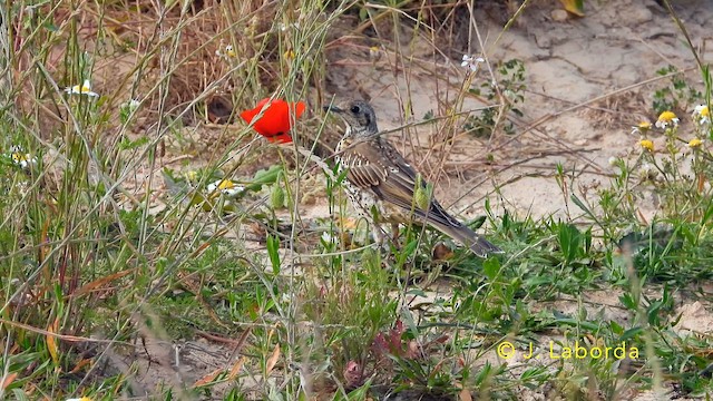 drozd brávník - ML644846414