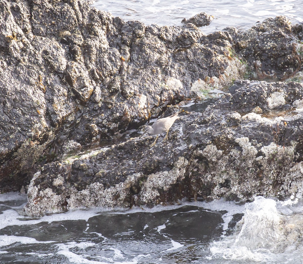 美洲黃足鷸 - ML644846421