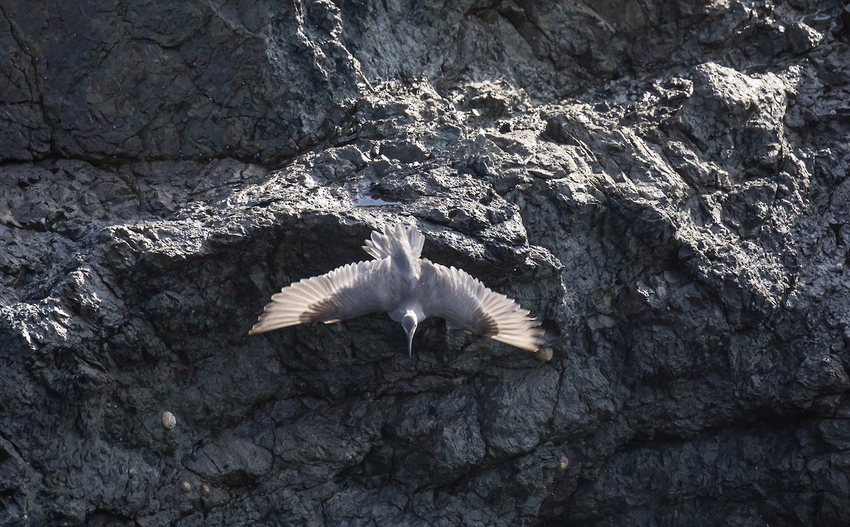 美洲黃足鷸 - ML644846422