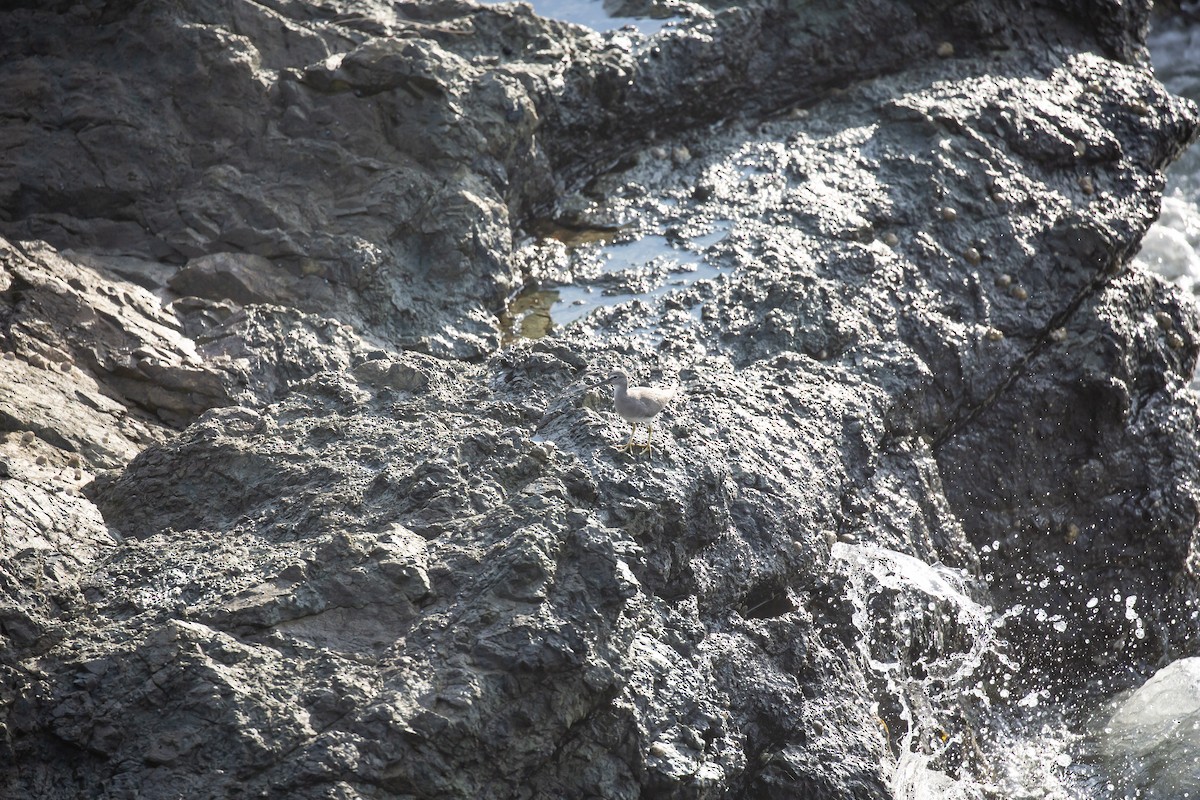 美洲黃足鷸 - ML644846423