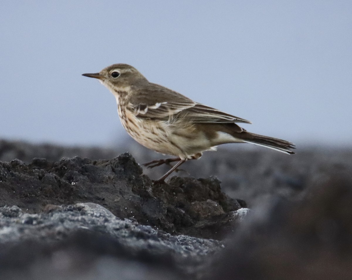 American Pipit - ML644846426